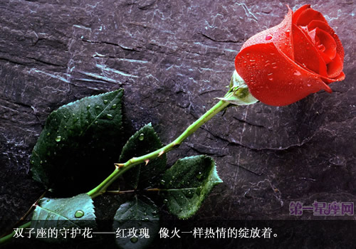 專屬于雙子坐的守護花