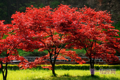 紅楓