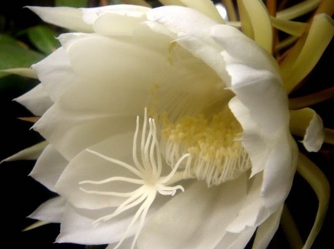曇花長什么樣？