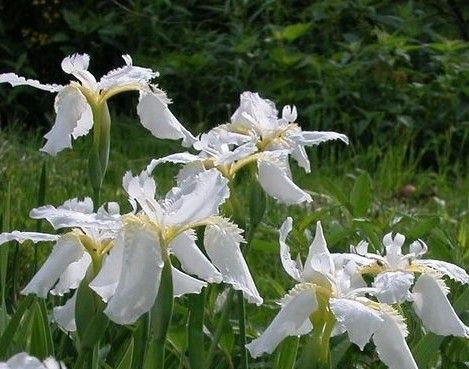 鳶尾與百合區(qū)別在哪？