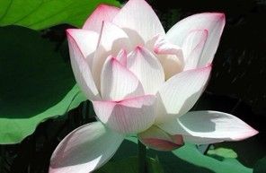 蓮花