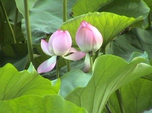蓮花
