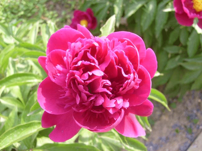 芍藥