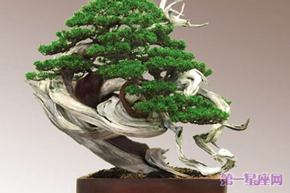 12月13日花語(yǔ)：側(cè)柏，生日花語(yǔ)根源