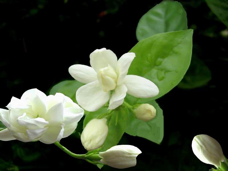 茉莉花花語