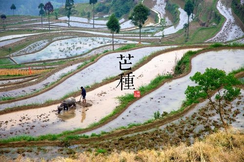 各地芒種節氣諺語大全 三聯