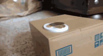 自從鏟屎的買了這玩意兒后老子就失寵了！
