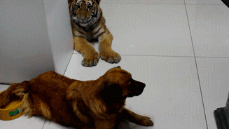 真·虎落平陽被犬欺