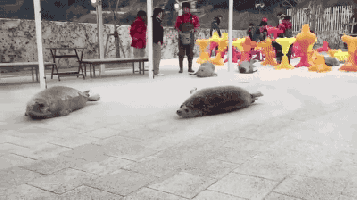 可愛的海豹賽跑，你們這是在比匍匐前進吧