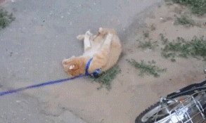 我已經死了，你看不出來么？