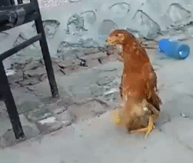 本命年走路都這么得瑟了。。。