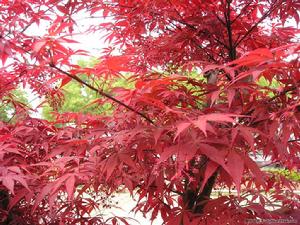 紅葉 紅葉