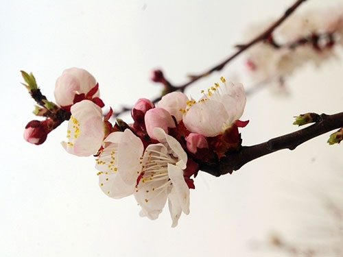 旺桃花運有妙招2
