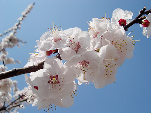 怎樣有效化解桃花劫2
