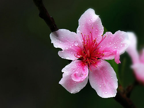 你了解你的桃花嗎？2