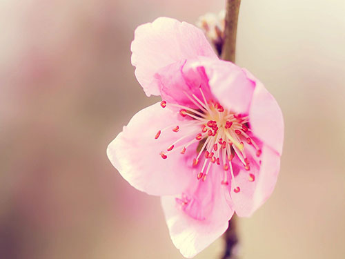 怎么看自己的桃花運1