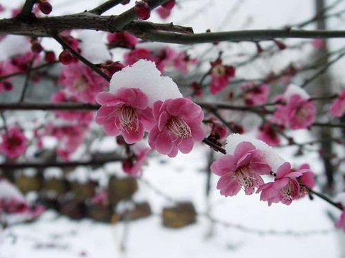 奧秘：梅花易數(shù)的起源1