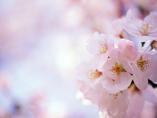 旺桃花運有妙招1