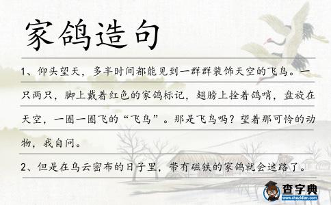 家鴿造句