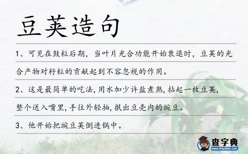 豆莢造句