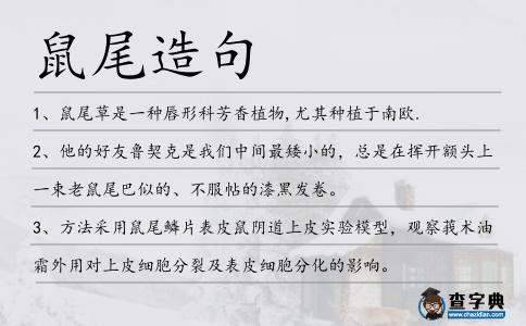 鼠尾造句