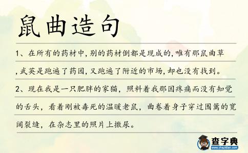鼠曲造句