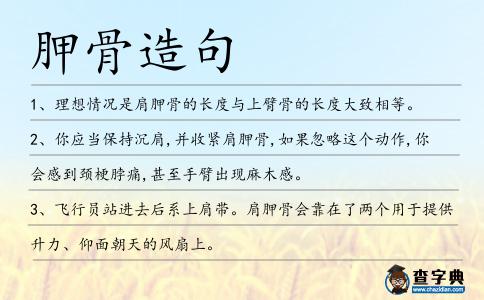胛骨造句