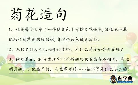 菊花造句