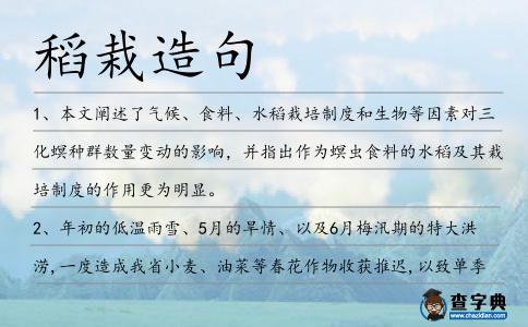 稻栽造句