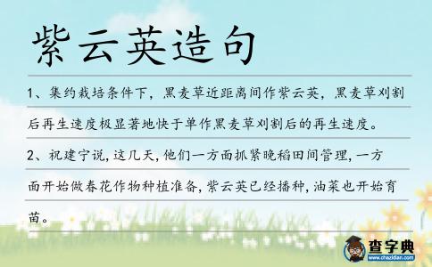 紫云英造句