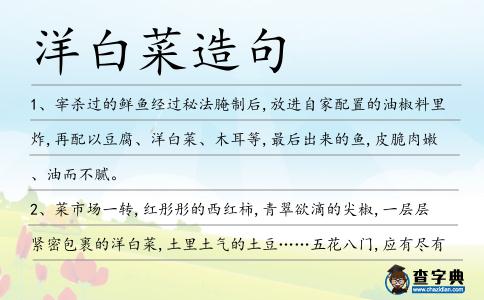 洋白菜造句