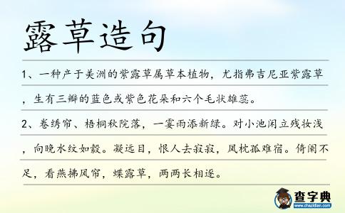 露草造句
