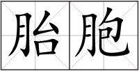 胎胞
