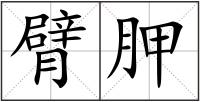 臂胛