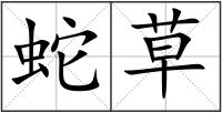 蛇草