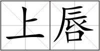上唇