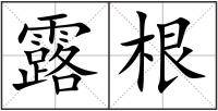 露根