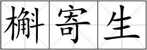 槲寄生