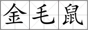 金毛鼠