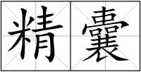 精囊